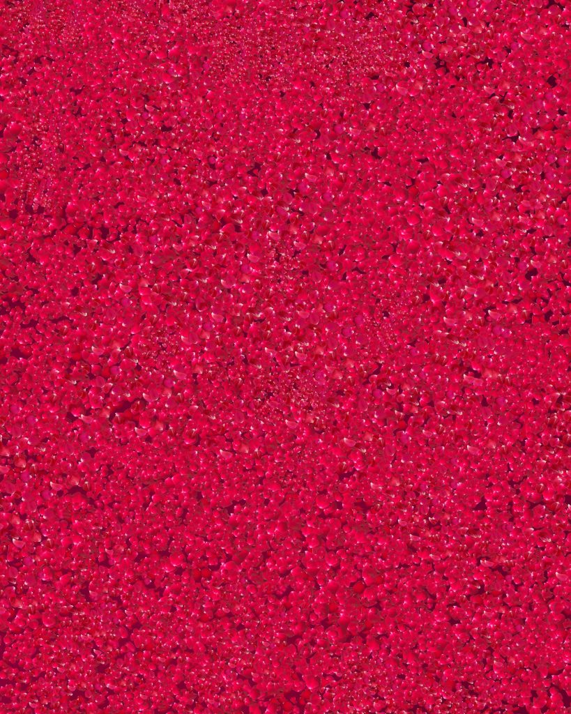 red-rose-texture-background